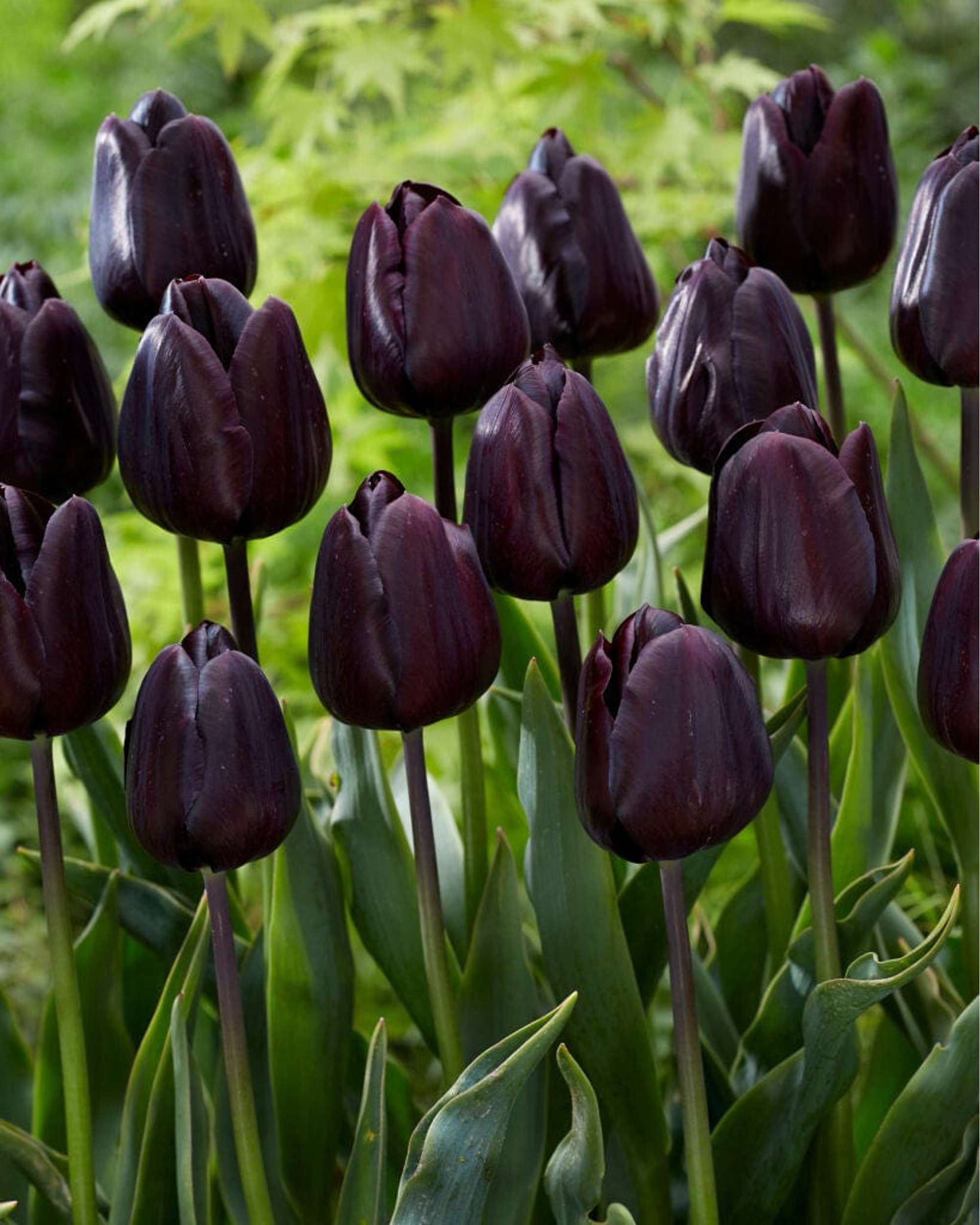 Tulpe 'Nightmare'